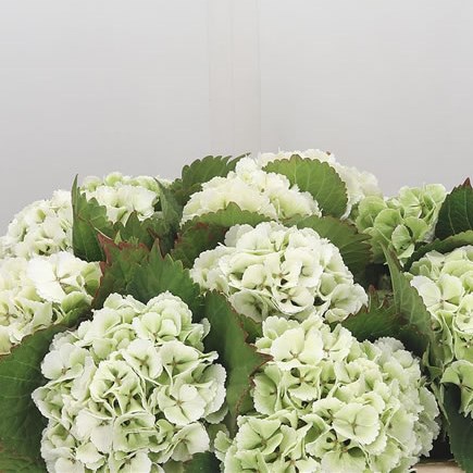 Hydrangea Lolly Pop Light Green
