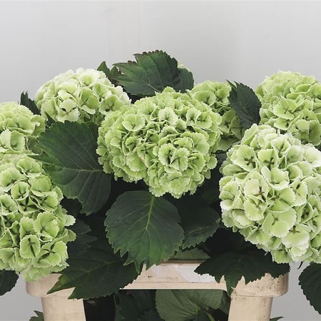 Hydrangea Lolly Pop Light Green