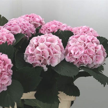 Hydrangea Lolly Pop Pink