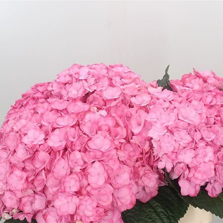 Hydrangea Magical Adora