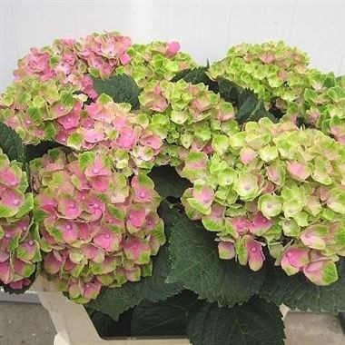 Hydrangea Magical Amathyst