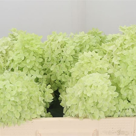 Hydrangea Magical Candle