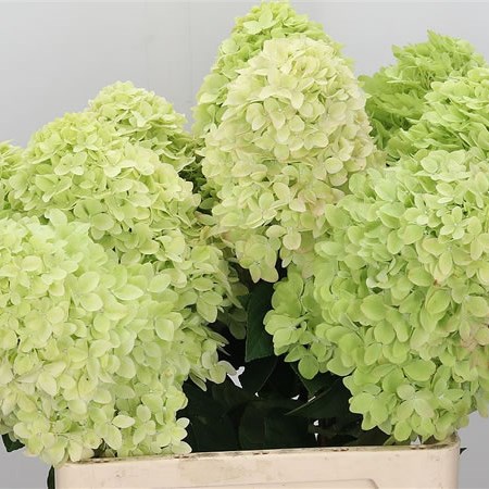 Hydrangea Magical Candle