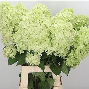 Hydrangea Magical Candle