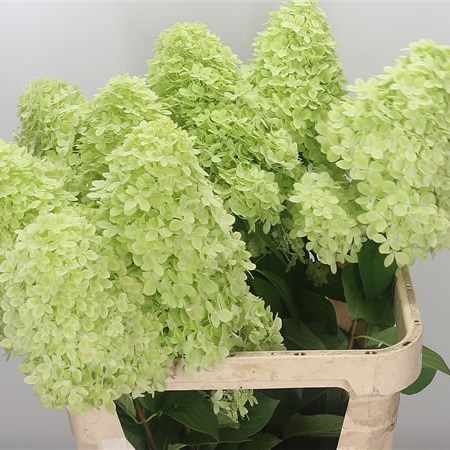 Hydrangea Magical Candle