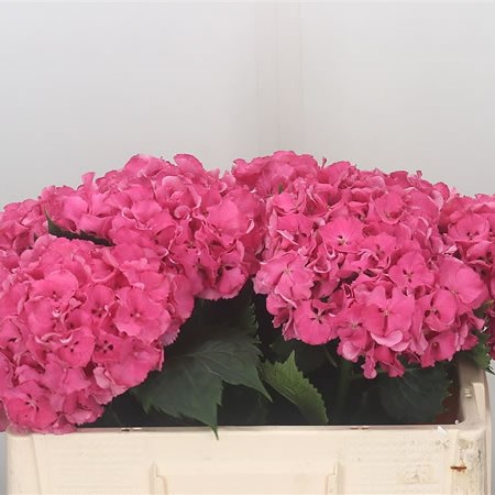 Hydrangea Magical Candy Rock