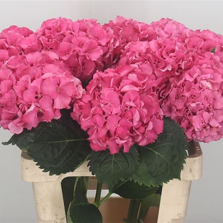 Hydrangea Magical Candy Rock