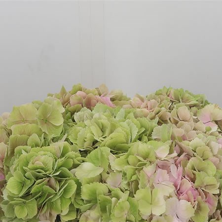 Hydrangea Magical Canzon Classic