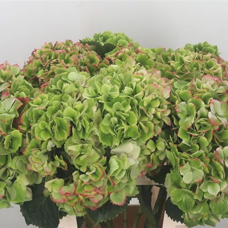 Hydrangea Magical Canzone Classic