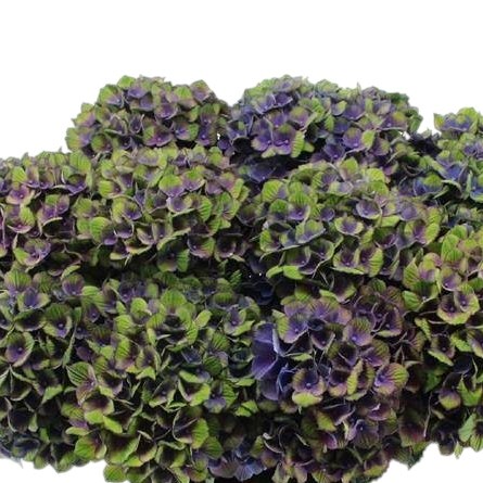 Hydrangea Magical Charlotte Blue