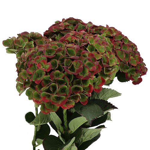 Hydrangea Magical Charlotte Classic