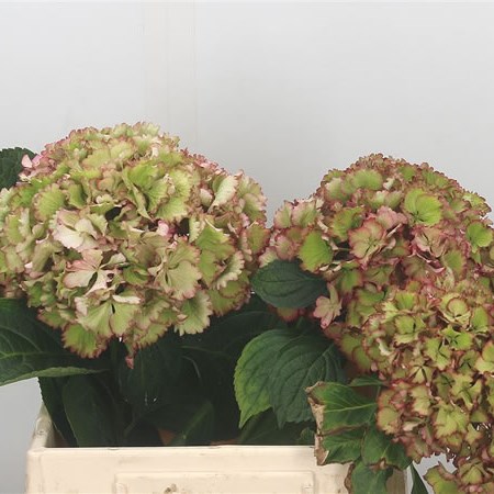 Hydrangea Magical Colourdream Classic