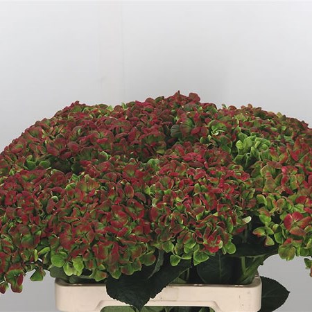 Hydrangea Magical Coral Classic