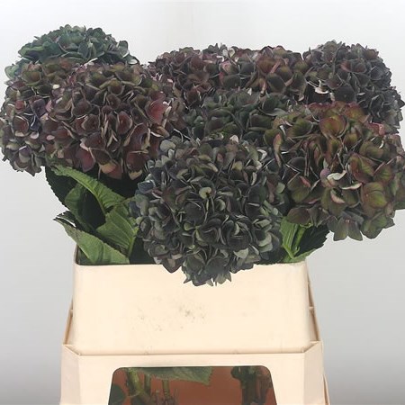 Hydrangea Magical Crimson Classic