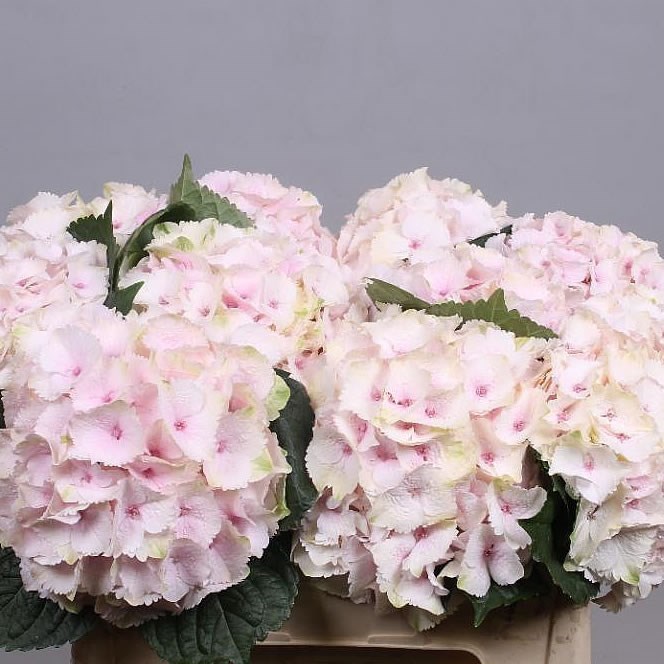 Hydrangea Magical Emerald Light Pink