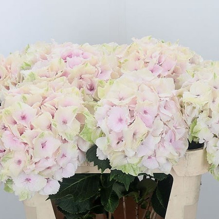 Hydrangea Magical Emerald Light Pink