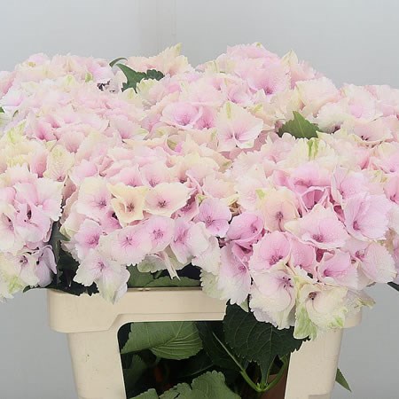 Hydrangea Magical Emerald Light Pink