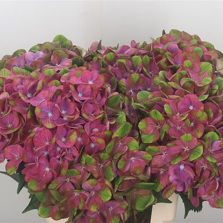 Hydrangea Magical Greenfire