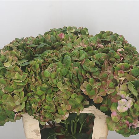 Hydrangea Magical Greenfire Classic