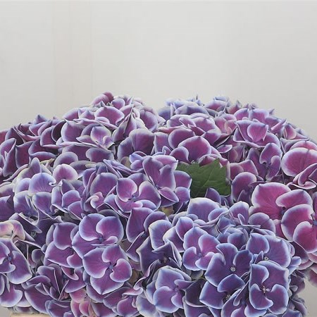 Hydrangea Magical Harlekijn Blue