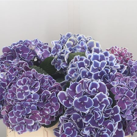 Hydrangea Magical Harlekijn Blue