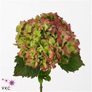 Hydrangea magical jade classic