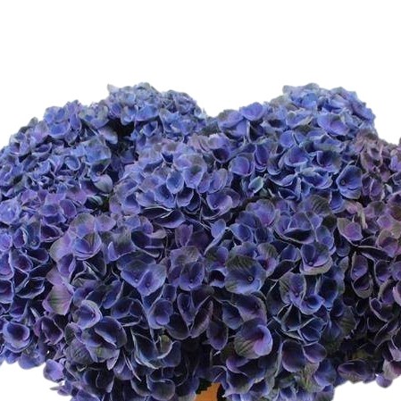Hydrangea Magical Mistral Dark Purple
