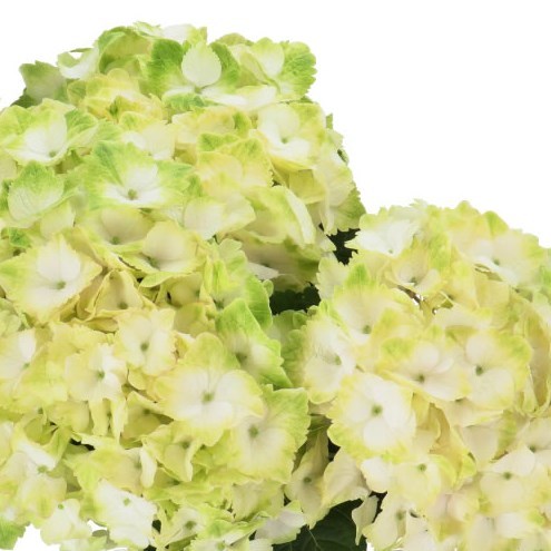 Hydrangea Magical Noblesse