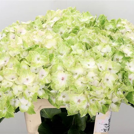 Hydrangea Magical Noblesse