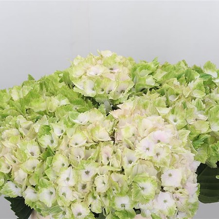 Hydrangea Magical Noblesse