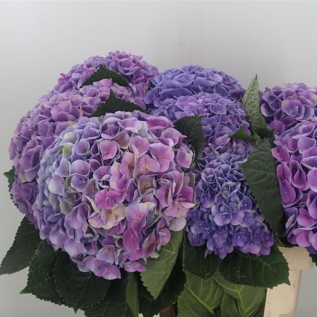Hydrangea Magical Opal Lilac