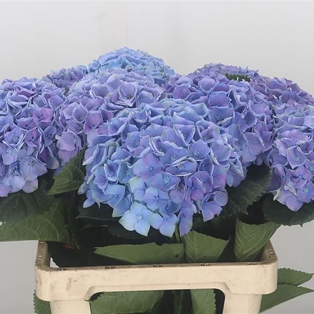 Hydrangea Magical Opal Lilac