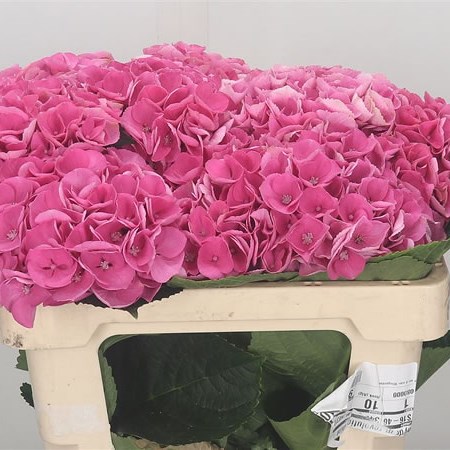 Hydrangea Magical Opal Pink