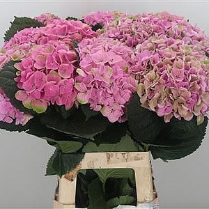 Hydrangea Magical Opal Pink