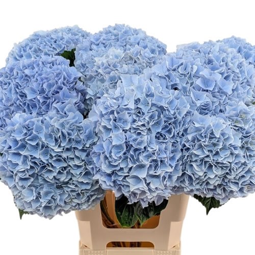 Hydrangea Magical Pink Floyd Blue
