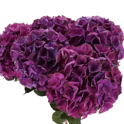 Hydrangea Magical Pink Ruby Purple