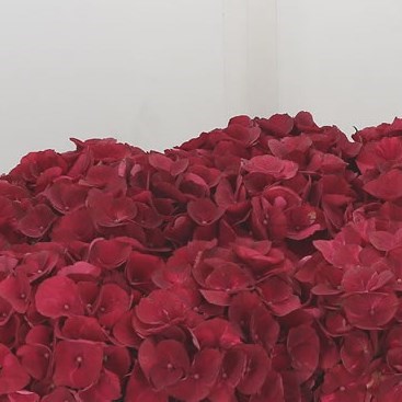 Hydrangea Magical Red Spring