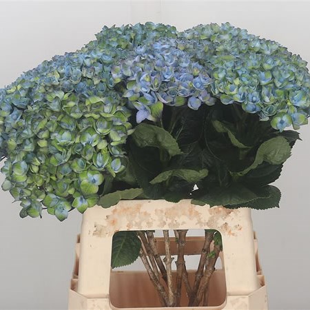 Hydrangea Magical Revolution Blue