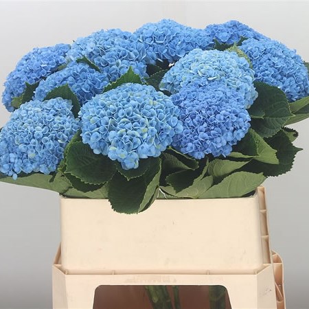 Hydrangea Magical Revolution Blue