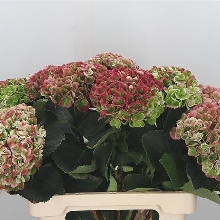 Hydrangea Magical Revolution Green/Pink