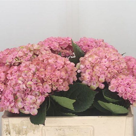Hydrangea Magical Revolution Pink