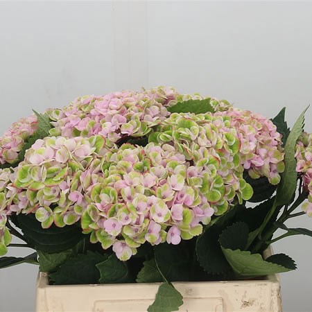Hydrangea Magical Revolution Pink