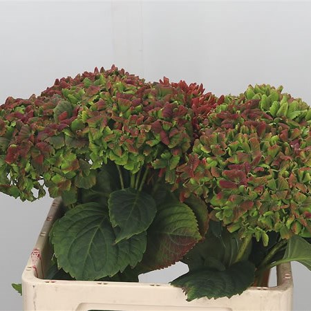 Hydrangea Magical Rhapsody Classic