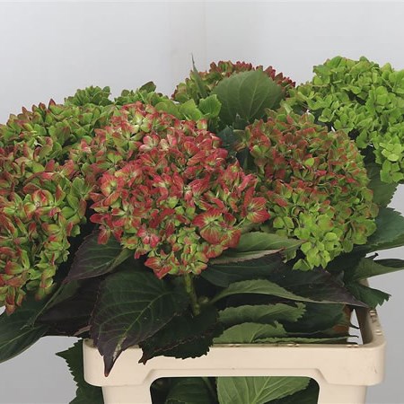 Hydrangea Magical Rhapsody Classic