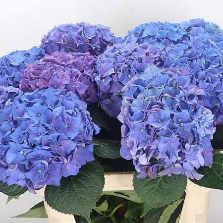 Hydrangea Magical Rodeo Lilac/Purple