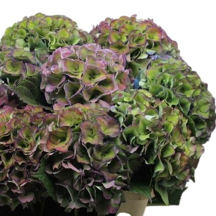 Hydrangea Magical Royal Secret Classic