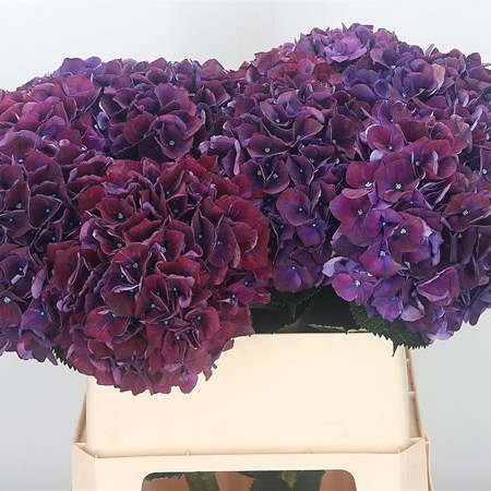 Hydrangea Magical Ruby Aubergine