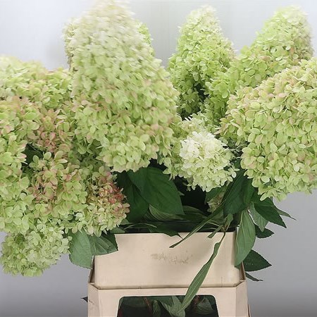 Hydrangea Magical Summergreen