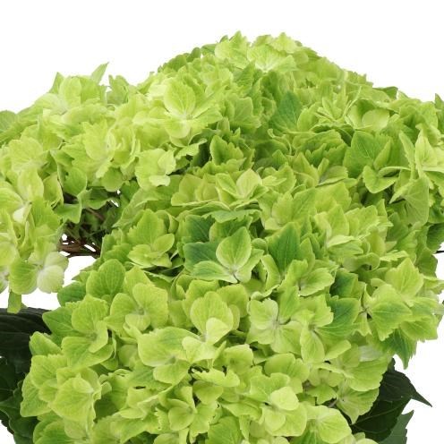 Hydrangea Magical Summergreen