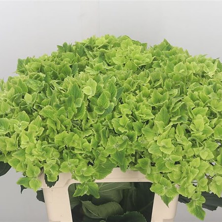 Hydrangea Magical Summergreen
